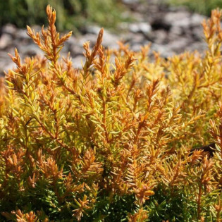 Thuja occidentalis Tuja Cloth of Gold