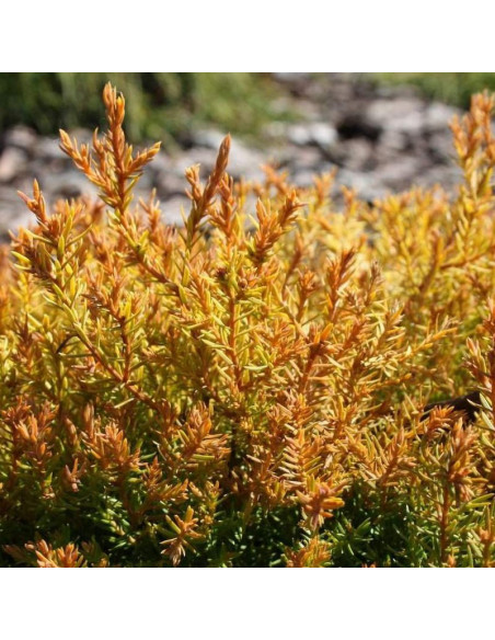 Thuja occidentalis Tuja Cloth of Gold