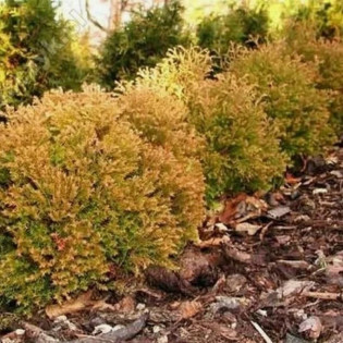 Thuja occidentalis Tuja Cloth of Gold 2