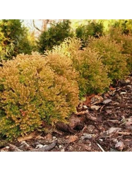 Tuja Cloth of Gold Thuja occidentalis