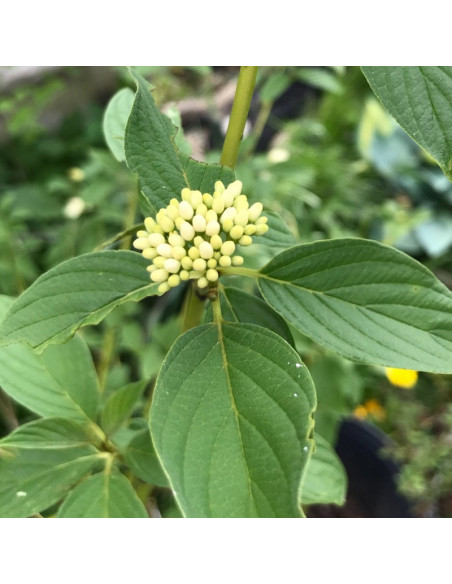 Dereń rozłogowy Cardinal Cornus sericea