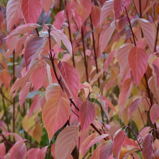 Dereń rozłogowy Cardinal Cornus sericea 2