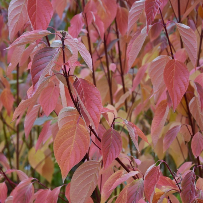 Cardinal Cornus sericea Dereń rozłogowy