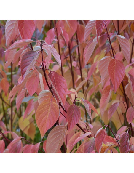 Cardinal Cornus sericea Dereń rozłogowy