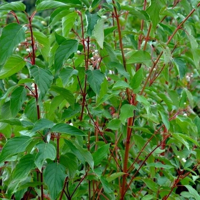 Cardinal Dereń rozłogowy  Cornus sericea