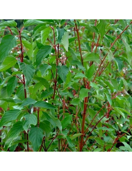 Cardinal Dereń rozłogowy  Cornus sericea