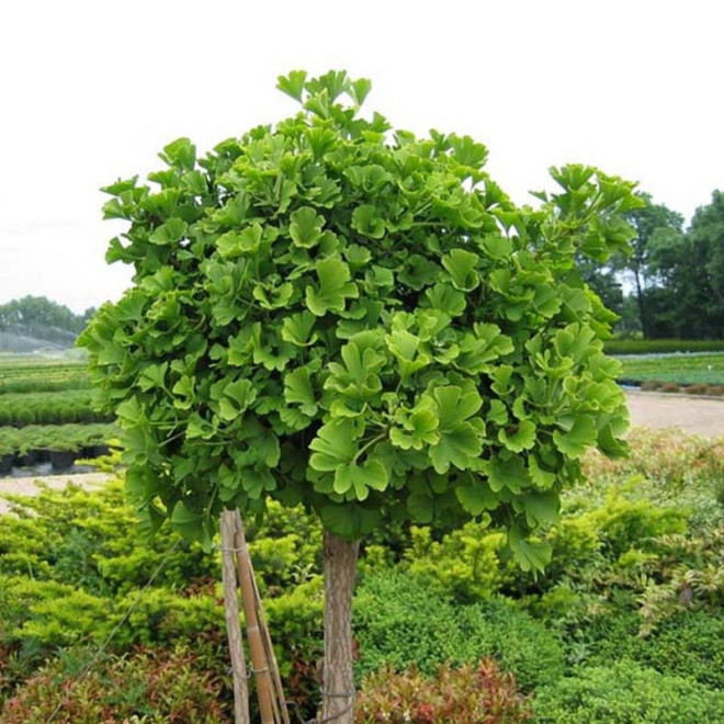 Ginkgo biloba Miłorząb japoński drzewo liściaste