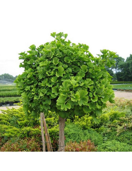 Ginkgo biloba Miłorząb japoński drzewo liściaste