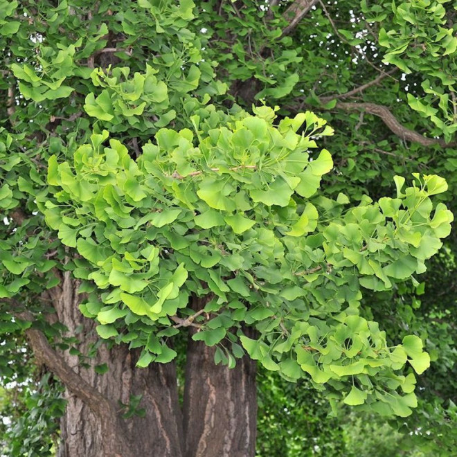 Miłorząb japoński Ginkgo biloba drzewo