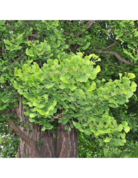 Miłorząb japoński Ginkgo biloba drzewo