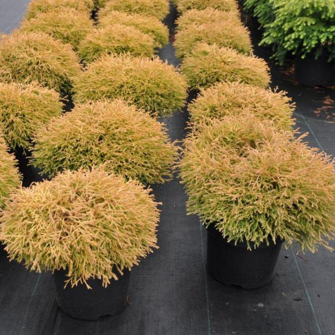 Tuja Golden Tuffet Thuja occidentalis