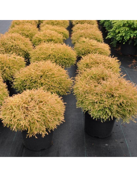 Tuja Golden Tuffet Thuja occidentalis