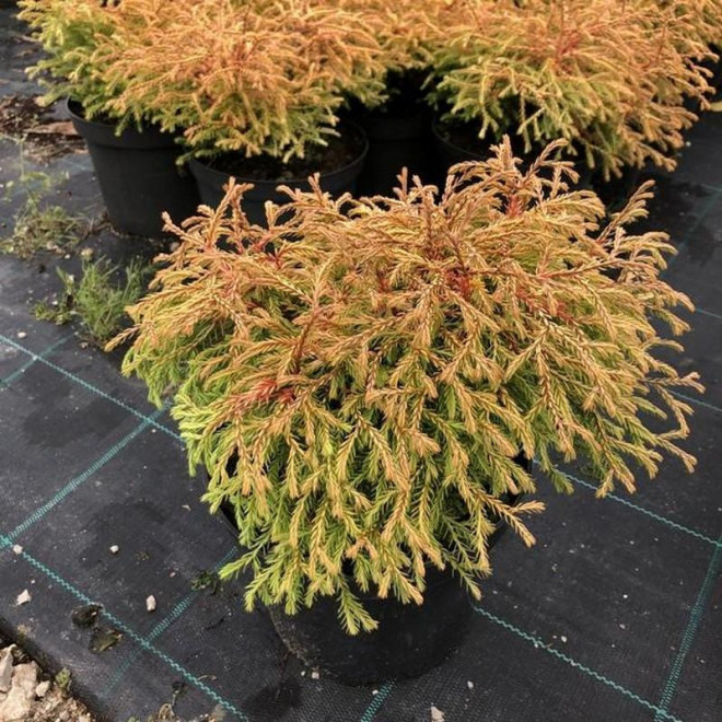 Thuja occidentalis Tuja Golden Tuffet Thuja occidentalis Tuja Golden Tuffet