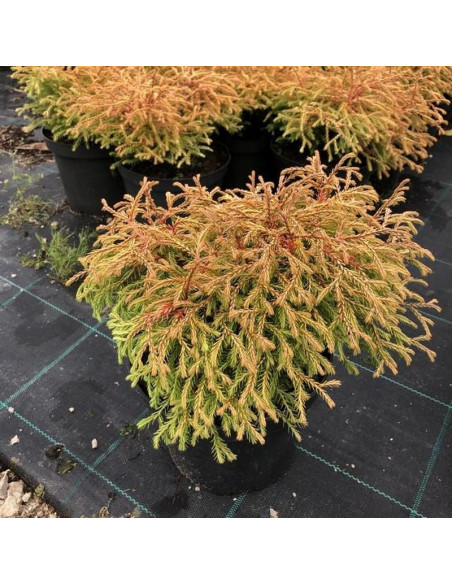 Thuja occidentalis Tuja Golden Tuffet
