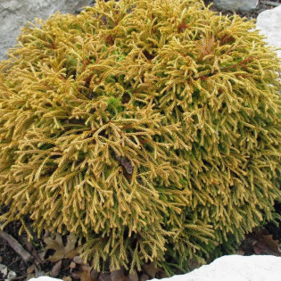 Tuja Golden Tuffet Thuja occidentalis 2
