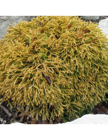 Golden Tuffet Tuja Thuja occidentalis