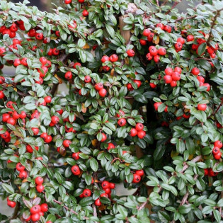 Cotoneaster dammeri Irga Dammera Major