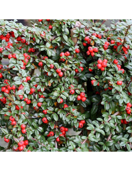 Cotoneaster dammeri Irga Dammera Major