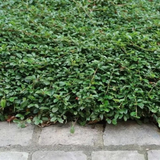 Cotoneaster dammeri Irga Dammera Major 2