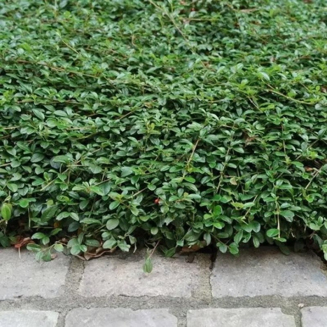 Major Irga Dammera Cotoneaster dammeri