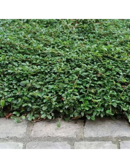 Major Irga Dammera Cotoneaster dammeri