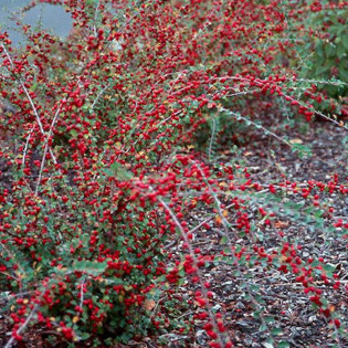 Irga rozkrzewiona Cotoneaster divaricatus