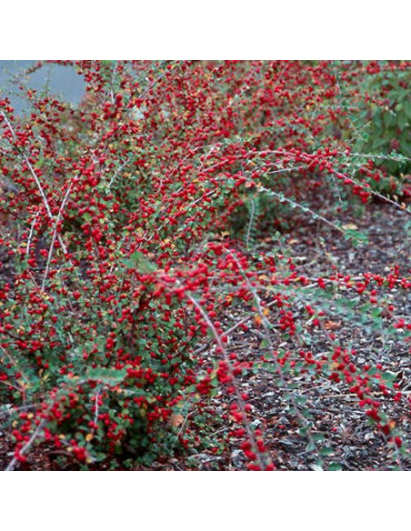 Irga rozkrzewiona Cotoneaster divaricatus