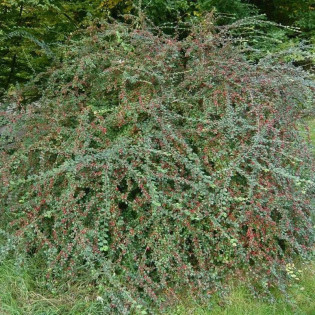 Irga rozkrzewiona Cotoneaster divaricatus 2