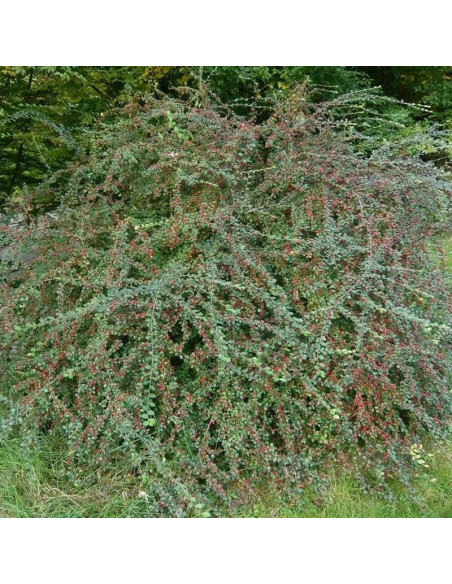 Cotoneaster divaricatus Irga rozkrzewiona