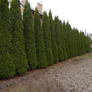 Flevoland Tuja Thuja occidentalis 2