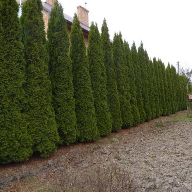 Thuja occidentalis Tuja Flevoland Thuja occidentalis Tuja Flevoland