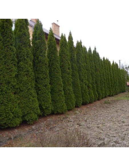 Thuja occidentalis Tuja Flevoland
