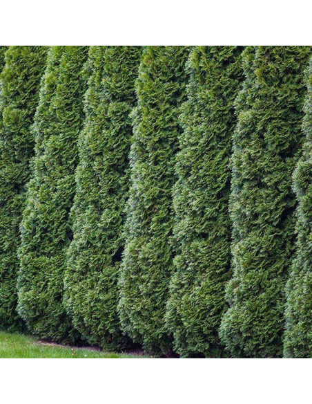 Flevoland Tuja Thuja occidentalis