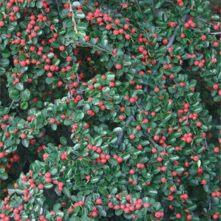 karłowata Irga Cotoneaster horizontalis var. Perpusillus 2