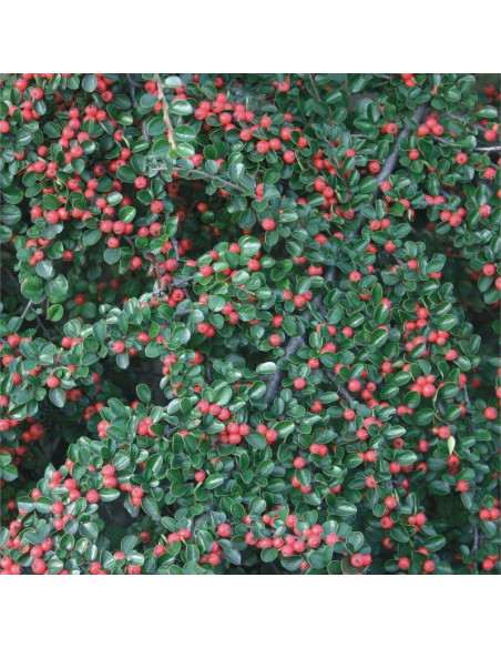 Cotoneaster horizontalis var. Perpusillus Irga karłowata