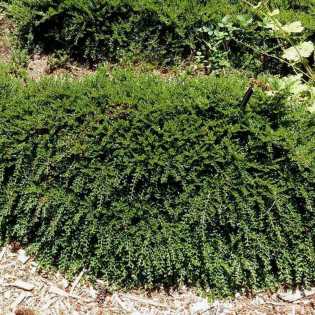 karłowata Irga Cotoneaster horizontalis var. Perpusillus