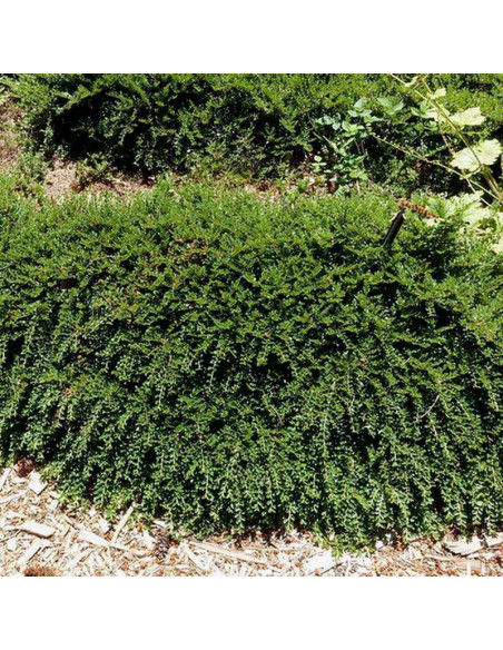 karłowata Irga Cotoneaster horizontalis var. Perpusillus