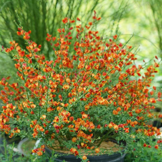 Żarnowiec miotlasty Cytisus Lena 2