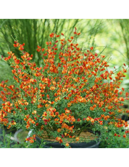 Cytisus Lena Żarnowiec miotlasty