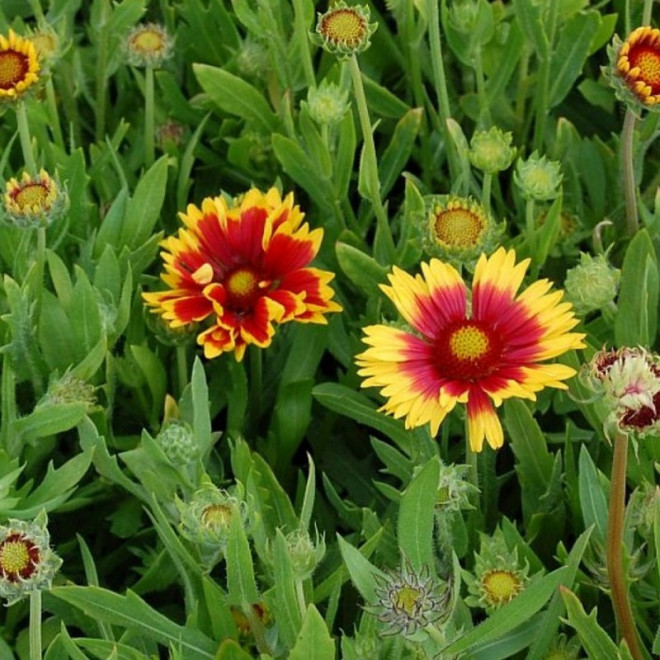 Gaillardia aristata Gailardia oścista Kobold