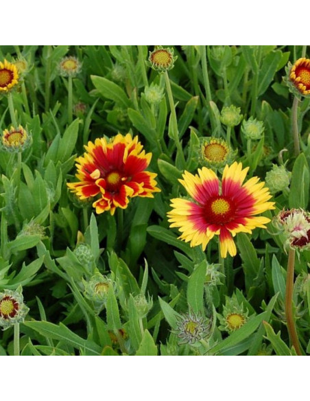 Gaillardia aristata Gailardia oścista Kobold