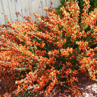 Żarnowiec miotlasty Cytisus Lena