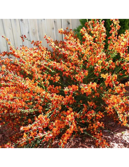 Żarnowiec miotlasty Cytisus Lena