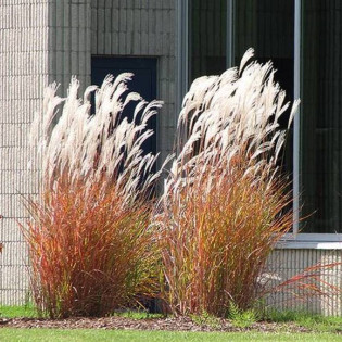 Miskant chiński Ballerina Miscanthus sinensis