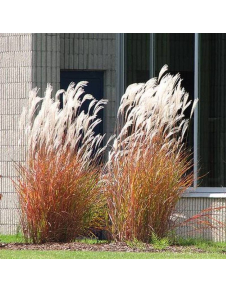 Miskant chiński Ballerina Miscanthus sinensis