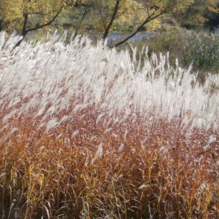 Miskant chiński Ballerina Miscanthus sinensis 2