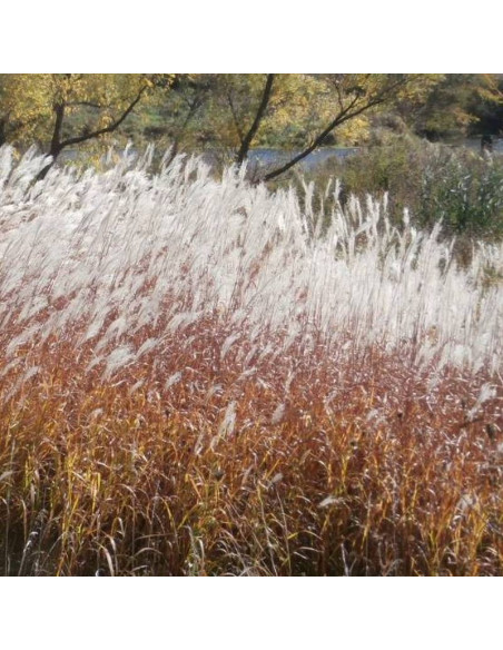 Ballerina Miscanthus sinensis Miskant chiński