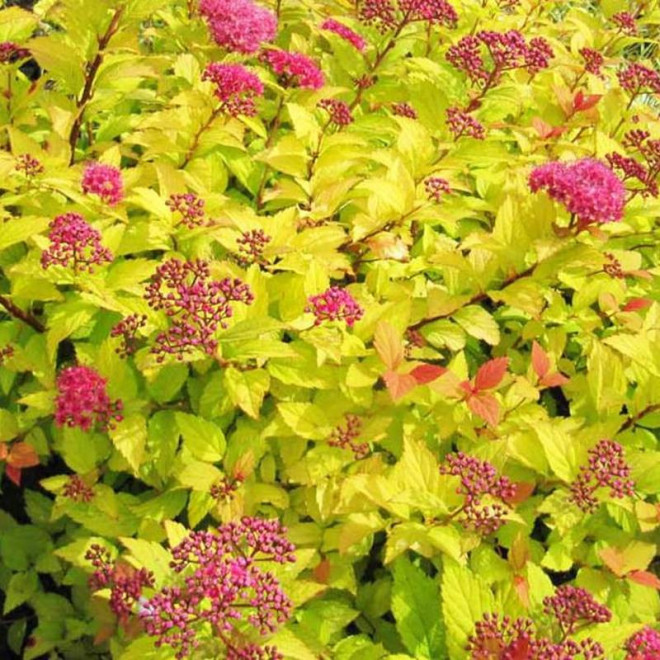 Golden Princess Spiraea japonica Tawuła japońska