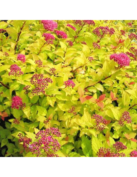 Golden Princess Spiraea japonica Tawuła japońska