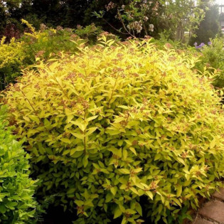 Golden Princess Spiraea japonica Tawuła japońska 2